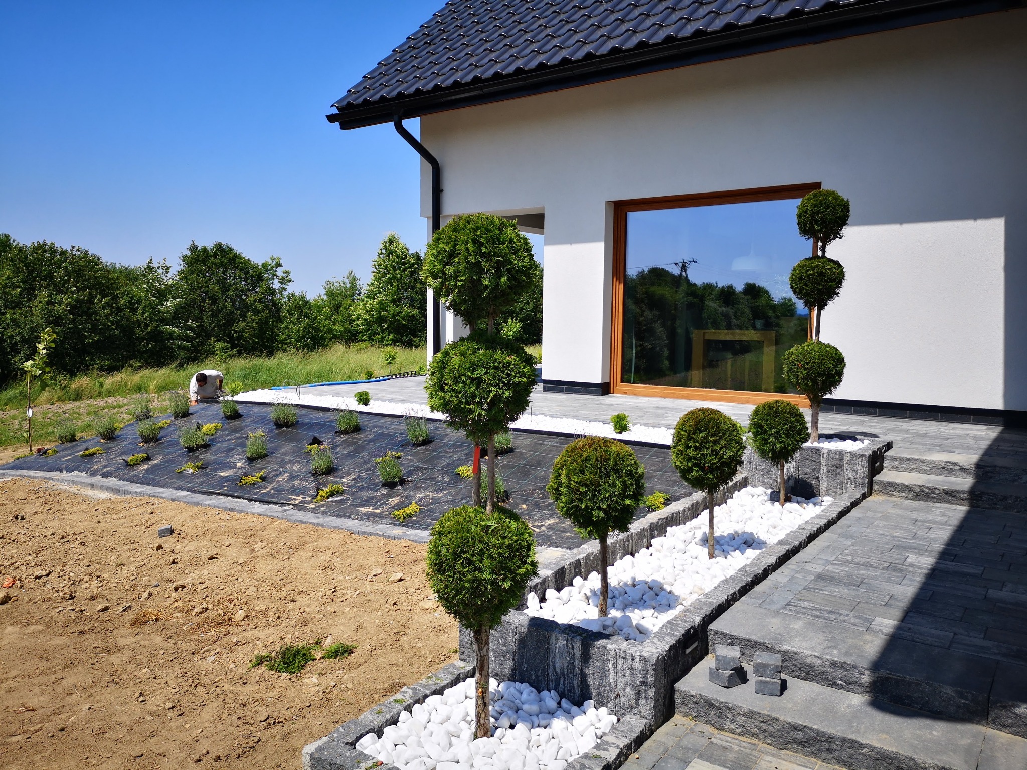 Nowoczesny ogród z kulistymi tujami, białymi kamieniami i szarą kostką brukową. Widoczny fragment domu z dużym oknem. Tło stanowią drzewa i błękitne niebo.