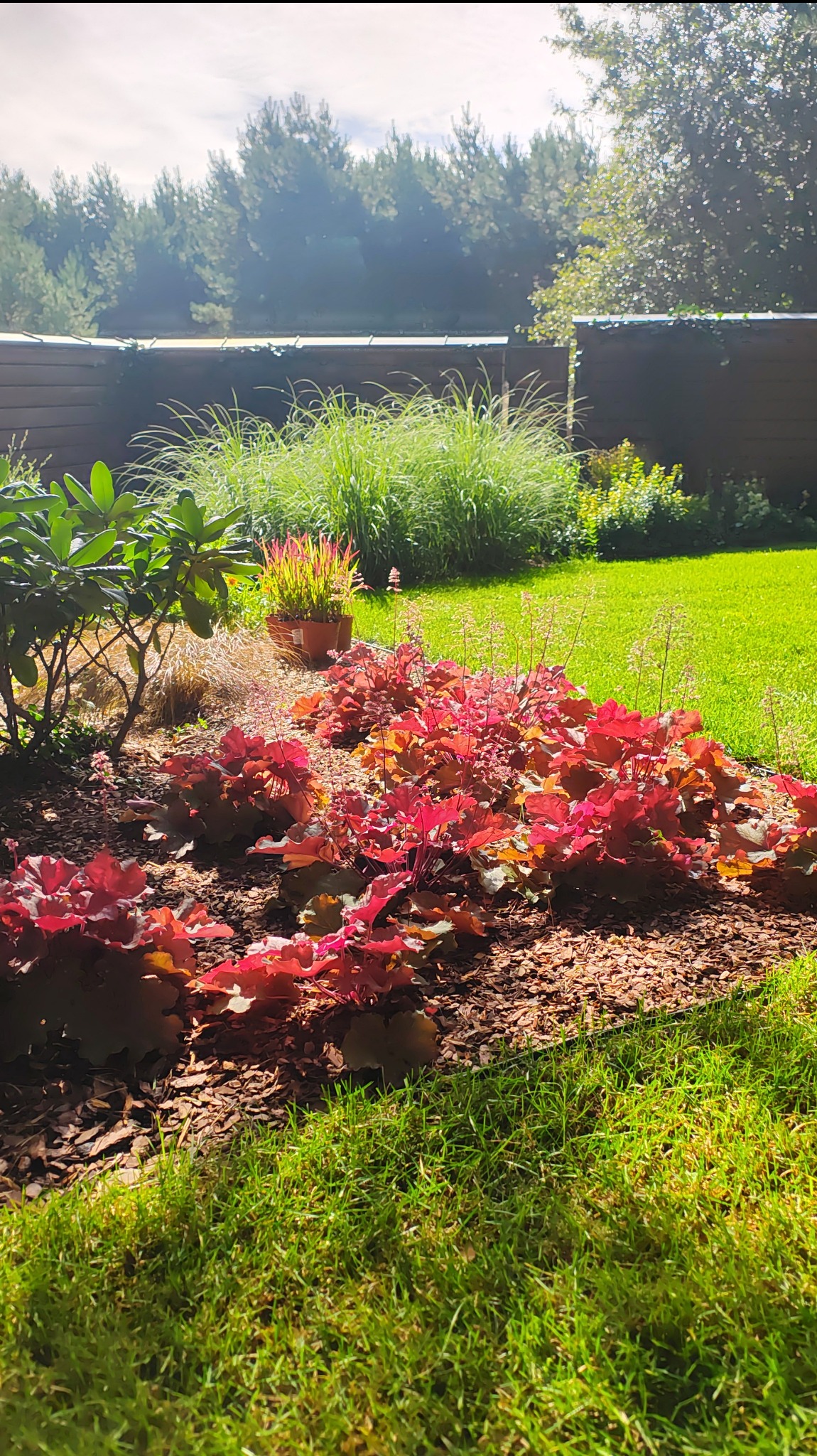 Rabata z żurawkami o czerwonych liściach, kora rozsypana wokół roślin, trawa i drewniany płot w tle, słoneczny dzień w ogrodzie.