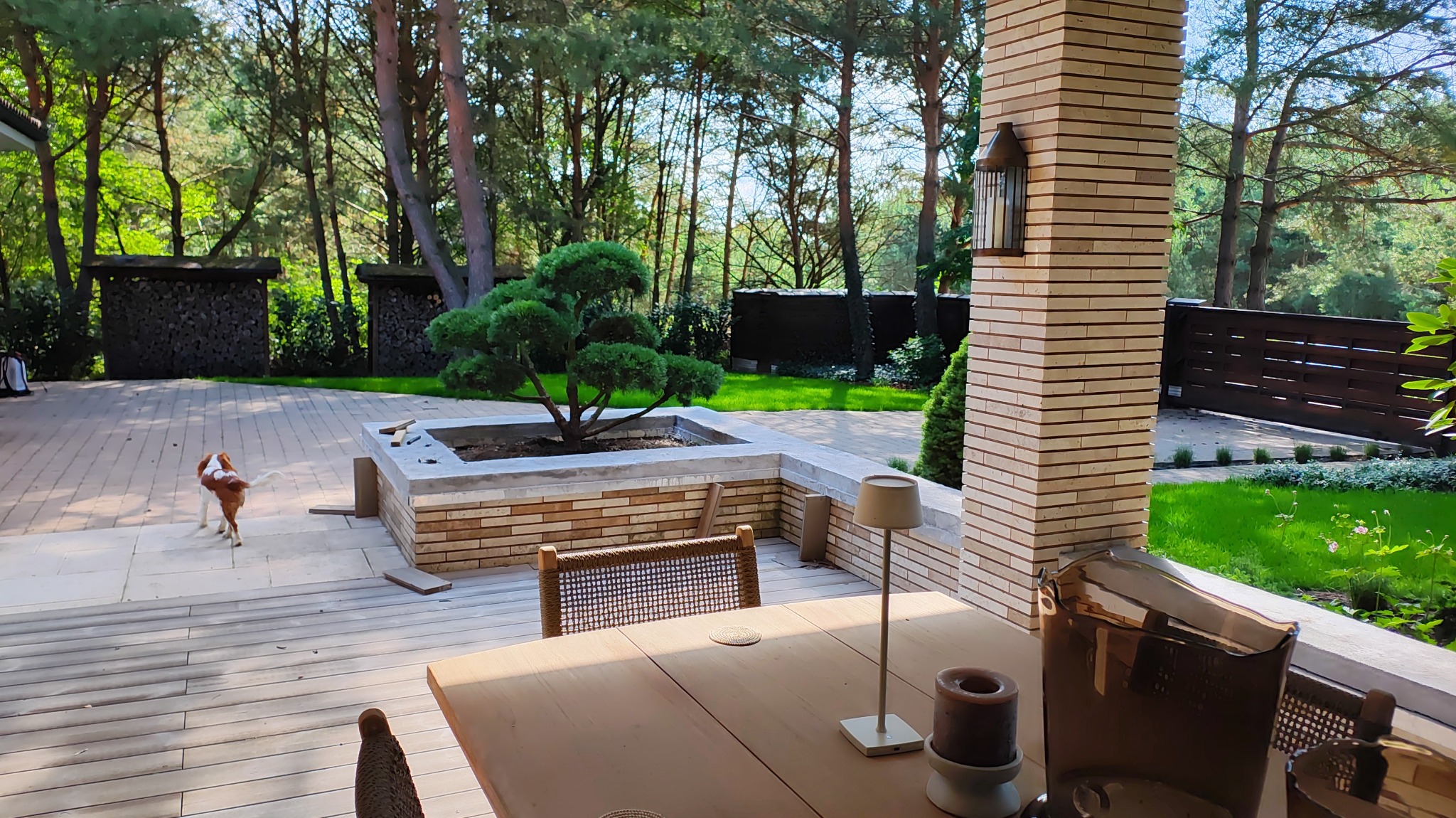 Zadbany ogród z bonsai w kamiennej donicy, widok z tarasu z drewnianą podłogą i meblami ogrodowymi. W tle drzewa i trawnik. Pies w oddali.