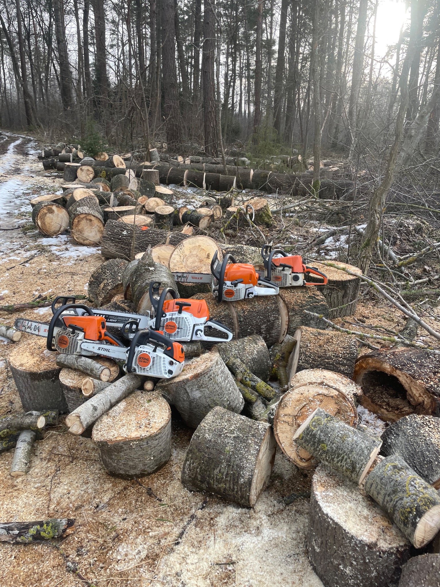 Stosy pociętych pni drzew w lesie, z czterema pilarkami Stihl na pierwszym planie. Ślady śniegu na ziemi, w tle wysokie drzewa bez liści.