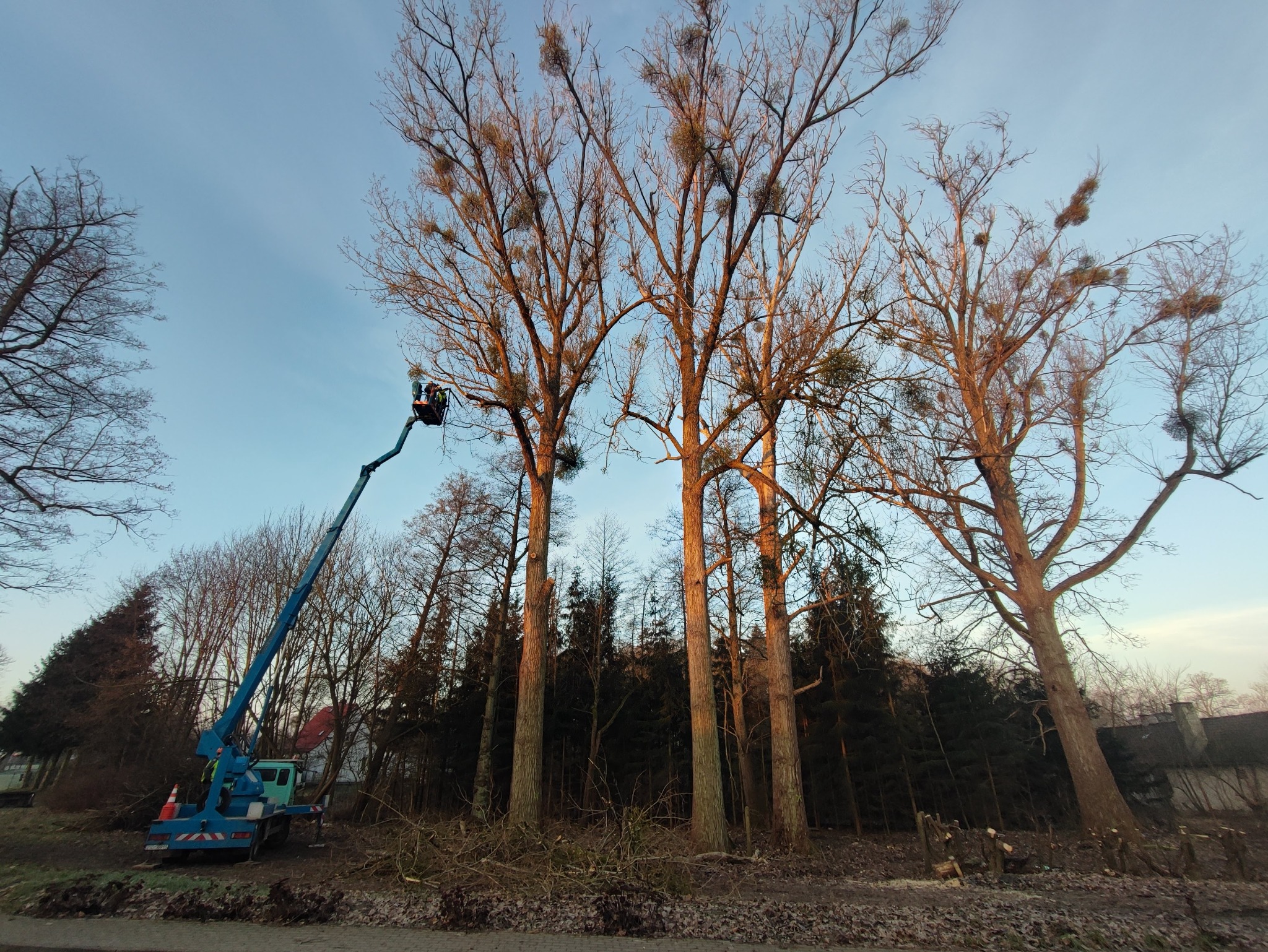 Prace pielęgnacyjne drzew z podnośnika koszowego na tle błękitnego nieba. Ścięte gałęzie u podstawy pni. Widoczne jemioły na drzewach.