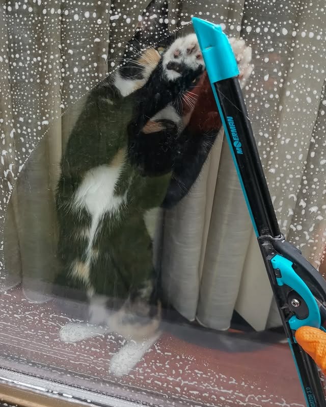 Zabawne ujęcie: kot wspina się po umytej szybie okna, łapiąc za wycieraczkę trzymaną przez osobę w pomarańczowej rękawicy. Widoczne krople wody na szkle.