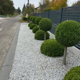 Przycinanie drzew Pabianice 1