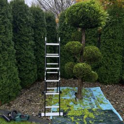 Przycinanie drzew Pabianice 2