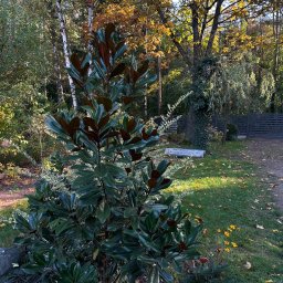 Vitalii Shevchenko - Młoda magnolia o błyszczących liściach w jesiennym ogrodzie. W tle drzewa z żółtymi liśćmi i szary płot. Słoneczny dzień.