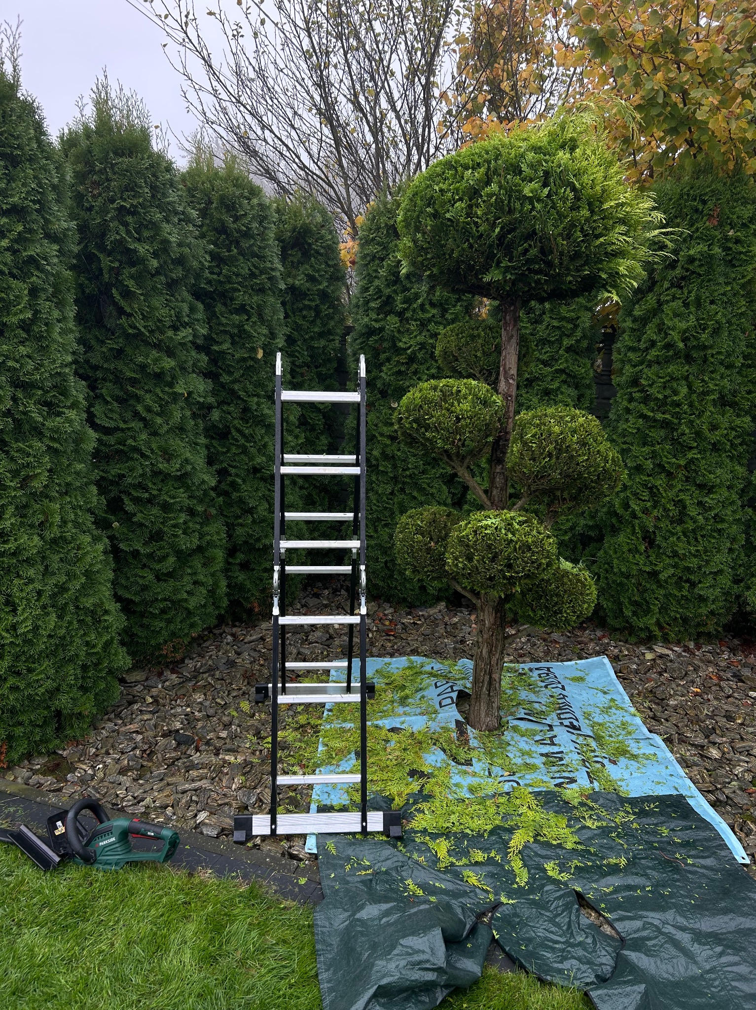 Formowane drzewo iglaste po przycięciu, z rozłożoną plandeką i drabiną. W tle rząd zielonych tuj. Widoczne narzędzie do przycinania.
