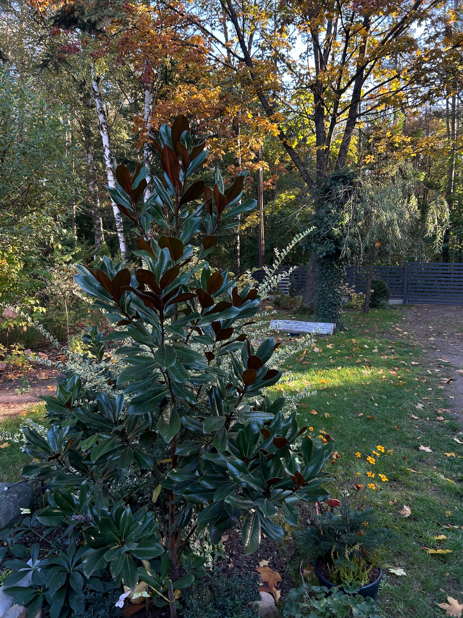 Młoda magnolia o błyszczących liściach w jesiennym ogrodzie. W tle drzewa z żółtymi liśćmi i szary płot. Słoneczny dzień.