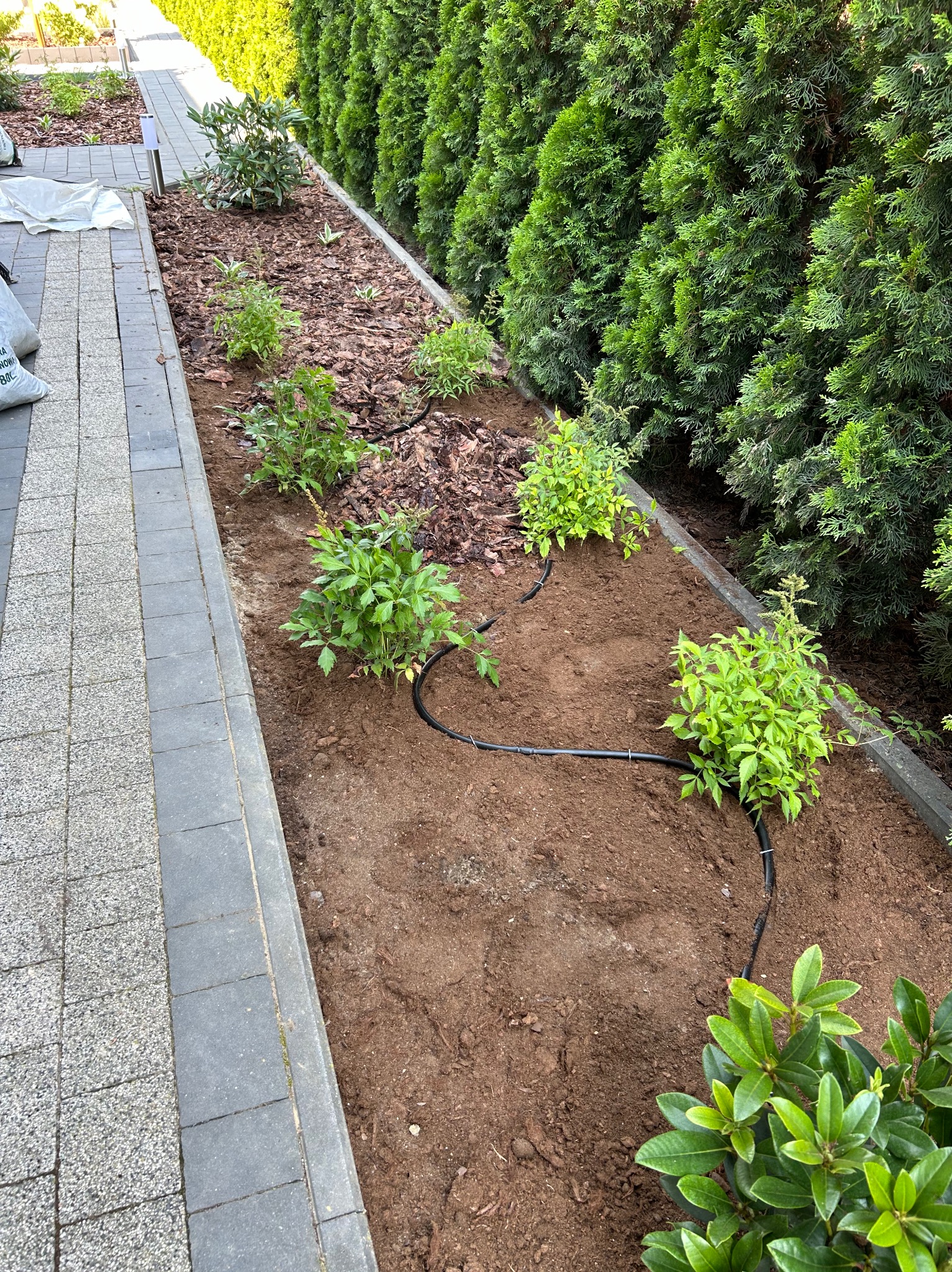 Rabata z nowo posadzonymi roślinami i systemem nawadniania, widok z góry. Kora rozsypana między roślinami. W tle rząd tuj.