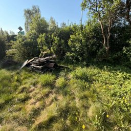 Gryfny porządek - Stos starych desek na zarośniętej trawie, otoczony bujną zielenią drzew i krzewów pod błękitnym niebem. Widoczne chwasty i żółte kwiaty. Zaniedbany teren.