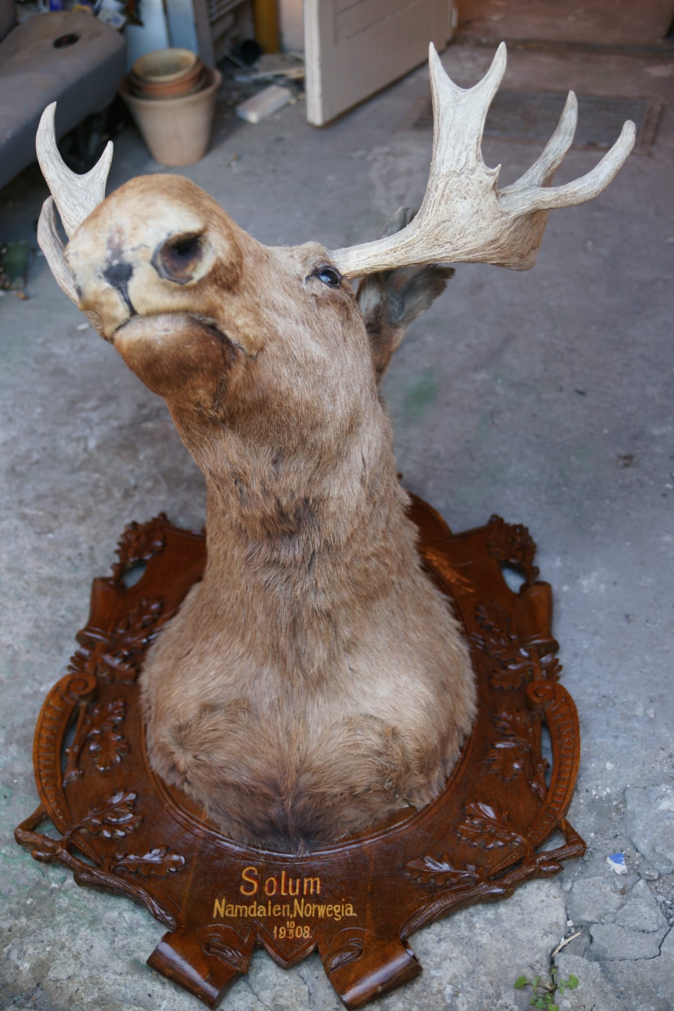 Głowa łosia na ozdobnej, drewnianej tarczy z napisem 'Solum Namdalen, Norwegia. 1930'. Trofeum myśliwskie z porożem, umieszczone na szarej, betonowej powierzchni.