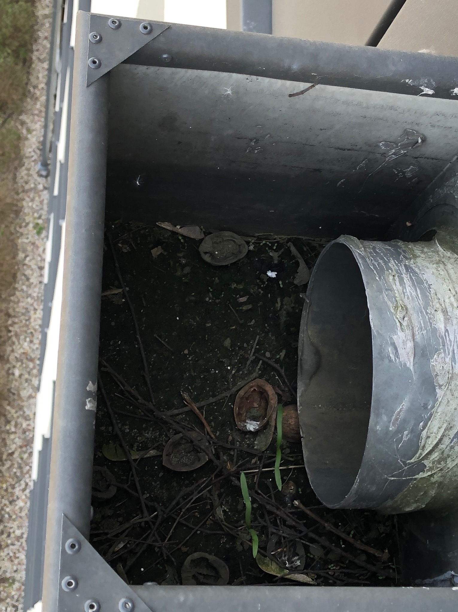 Zanieczyszczona rynna z liśćmi, gałązkami i skorupami orzechów. Widoczne ślady wilgoci i zabrudzeń. Fragment rury spustowej. Ujęcie z góry.