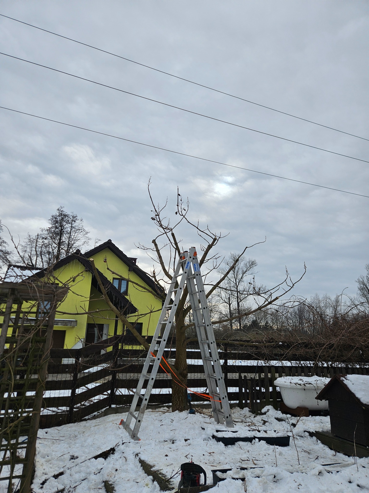 Zimowa stylizacja korony klonu