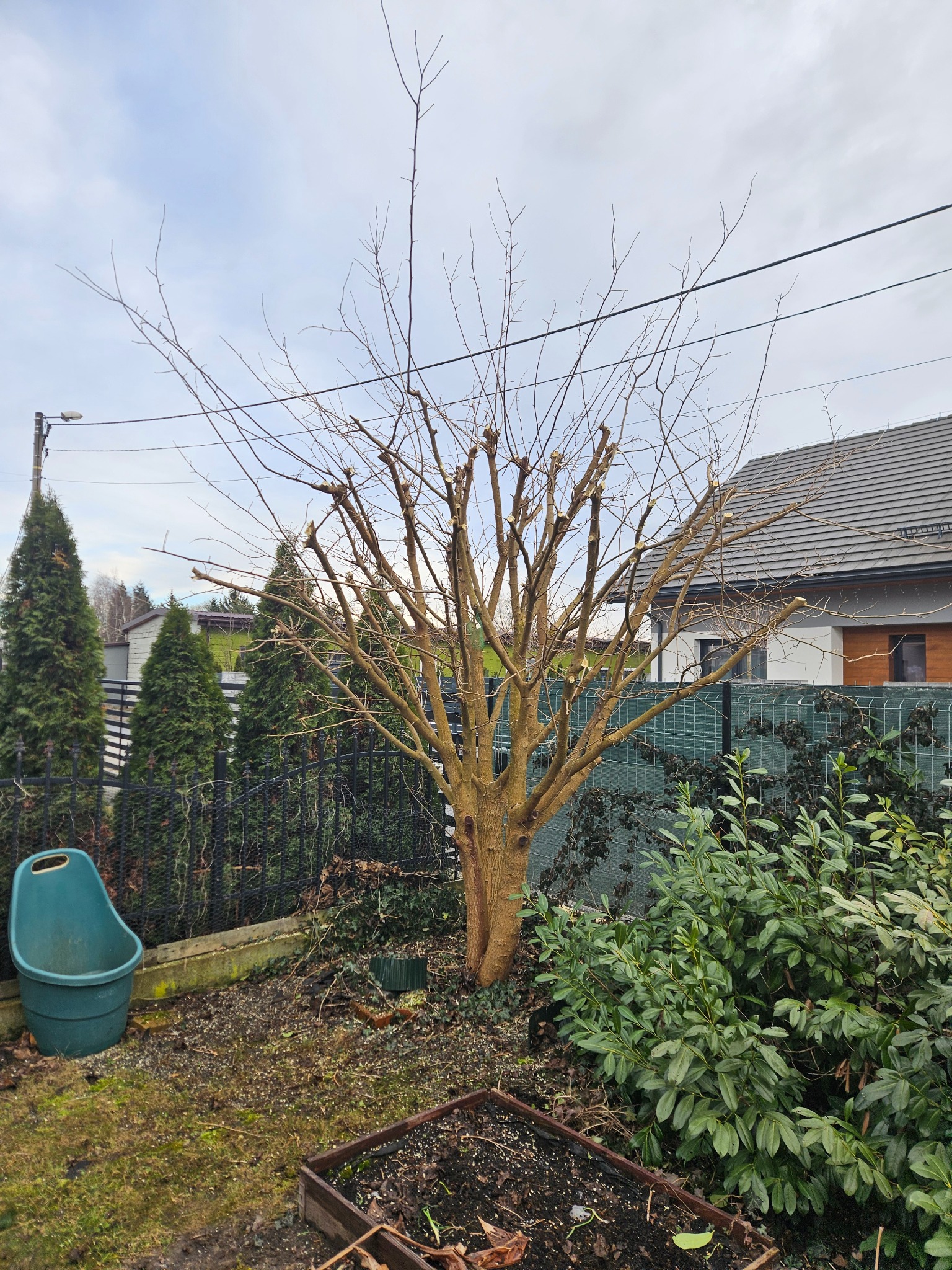 Stylizacja korony drzewa