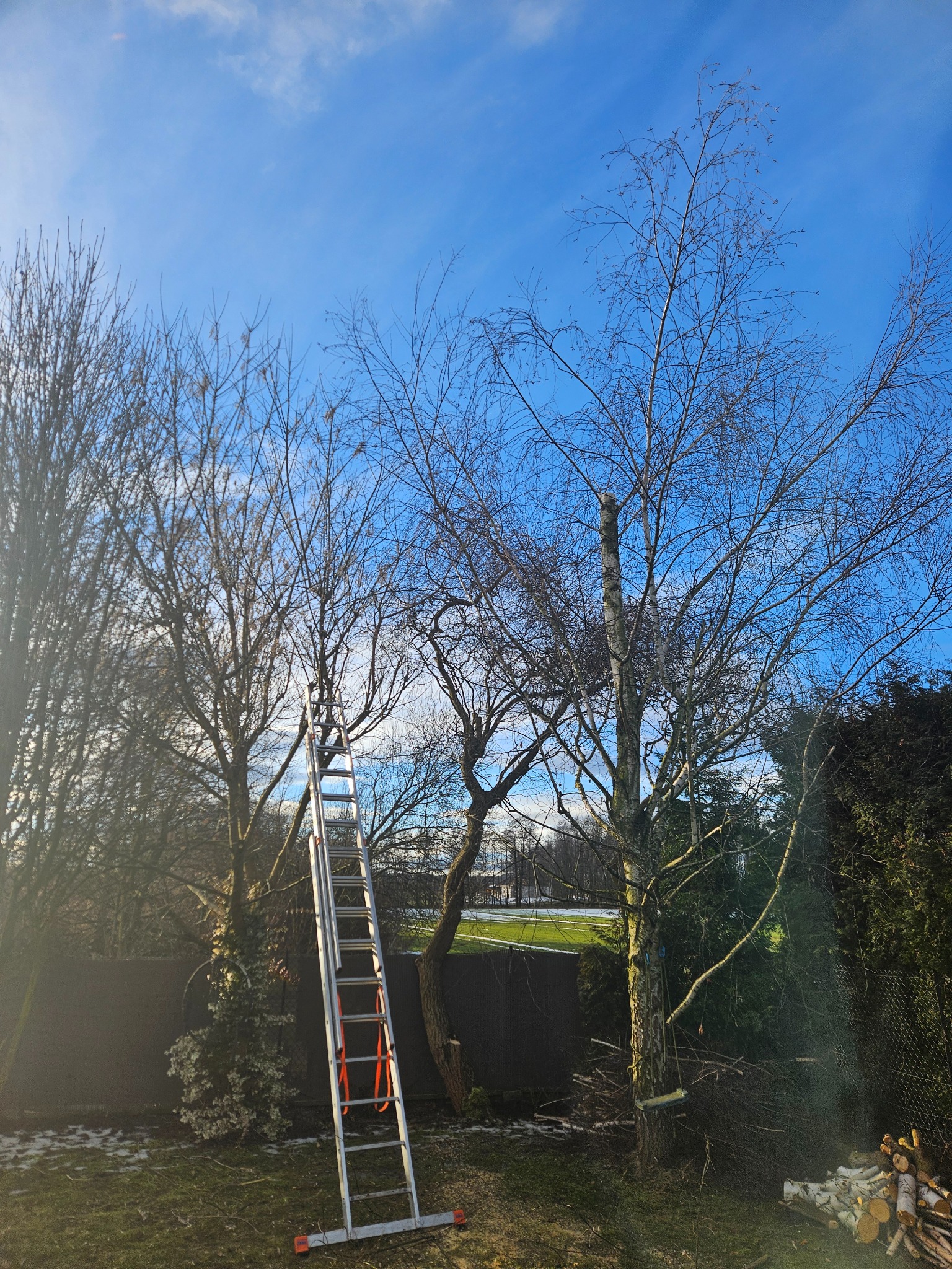 Wycięcie czubka brzowy grożącego zawaleniem na dom