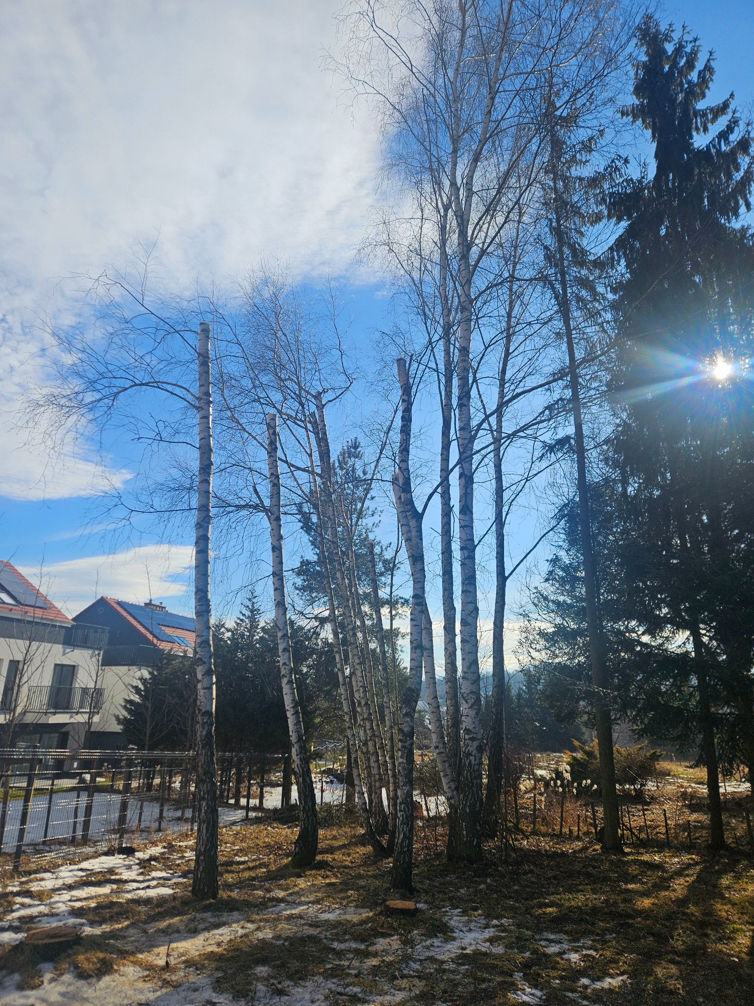 Wyciecie brzóz grożących zawaleniem na ogrodzenie