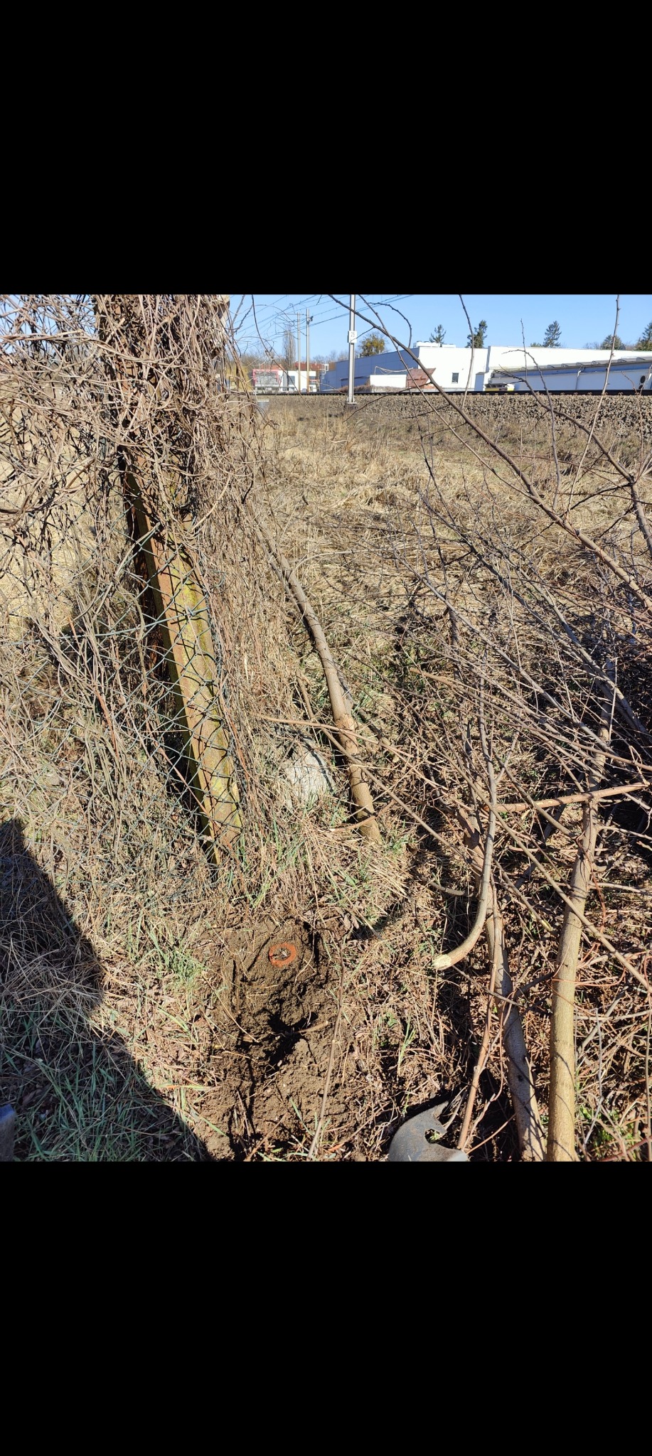 Ziemny punkt pomiarowy z metalowym kołkiem w ziemi, obok zarośniętego ogrodzenia z siatki. W tle budynki i linia kolejowa.