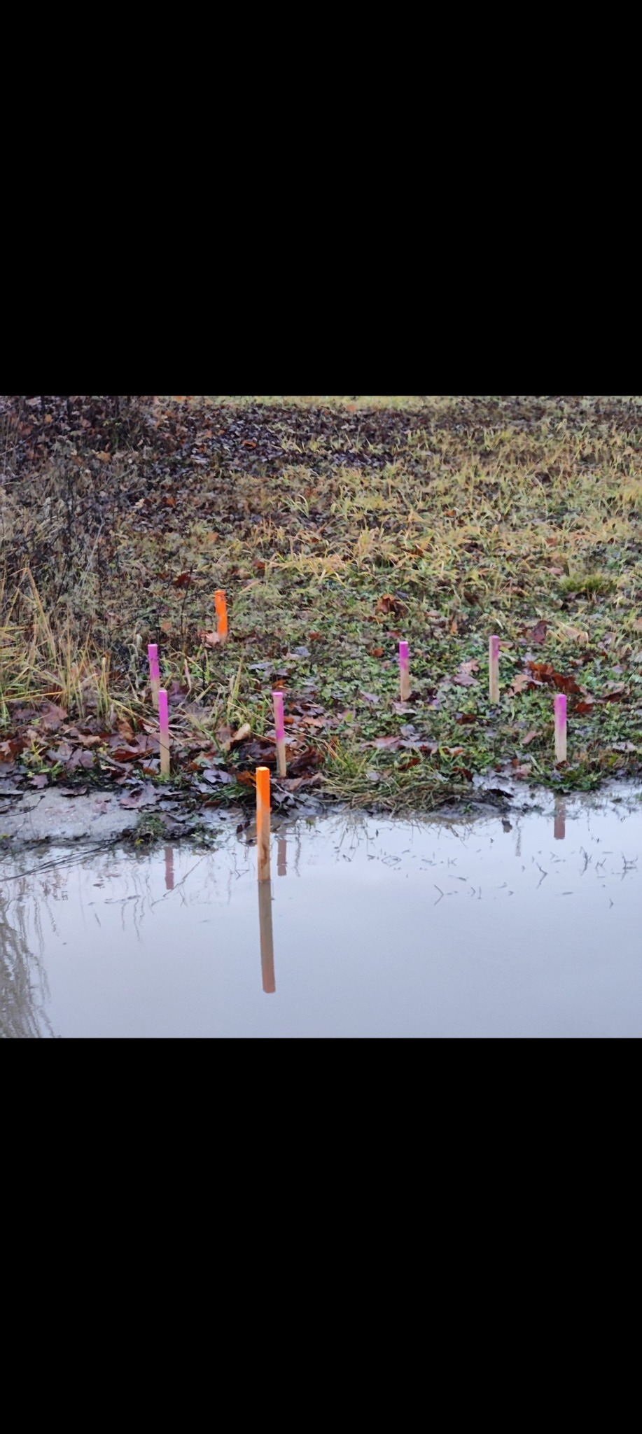 Kolorowe paliki geodezyjne wbite w ziemię, częściowo zanurzone w wodzie. Widoczne odbicie jednego z palików w tafli wody. Trawa i liście w tle.