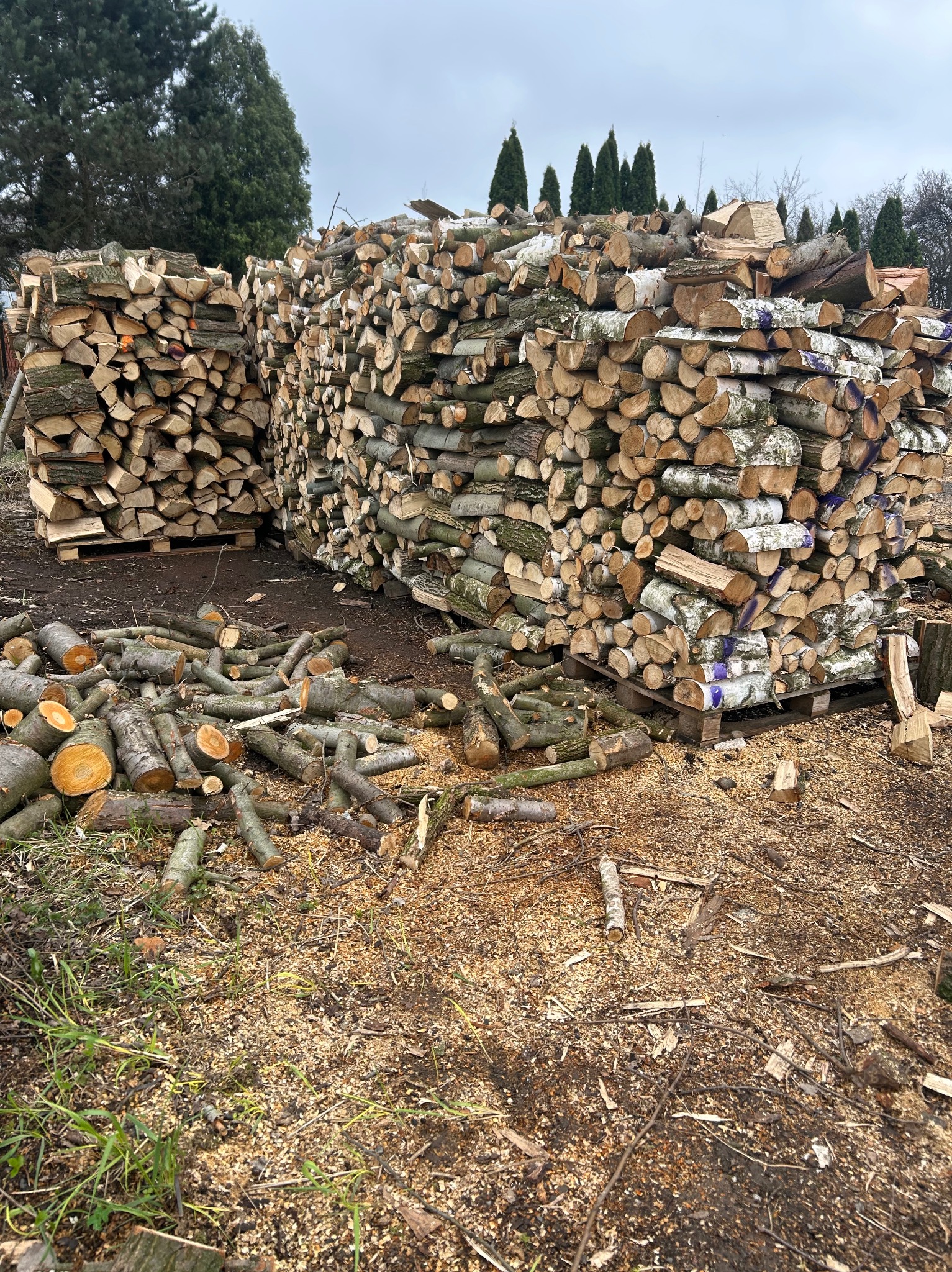 Stosy pociętego drewna kominkowego, ułożone na paletach, z widocznymi kawałkami kory brzozowej i drobnymi gałęziami na ziemi. W tle zieleń drzew.