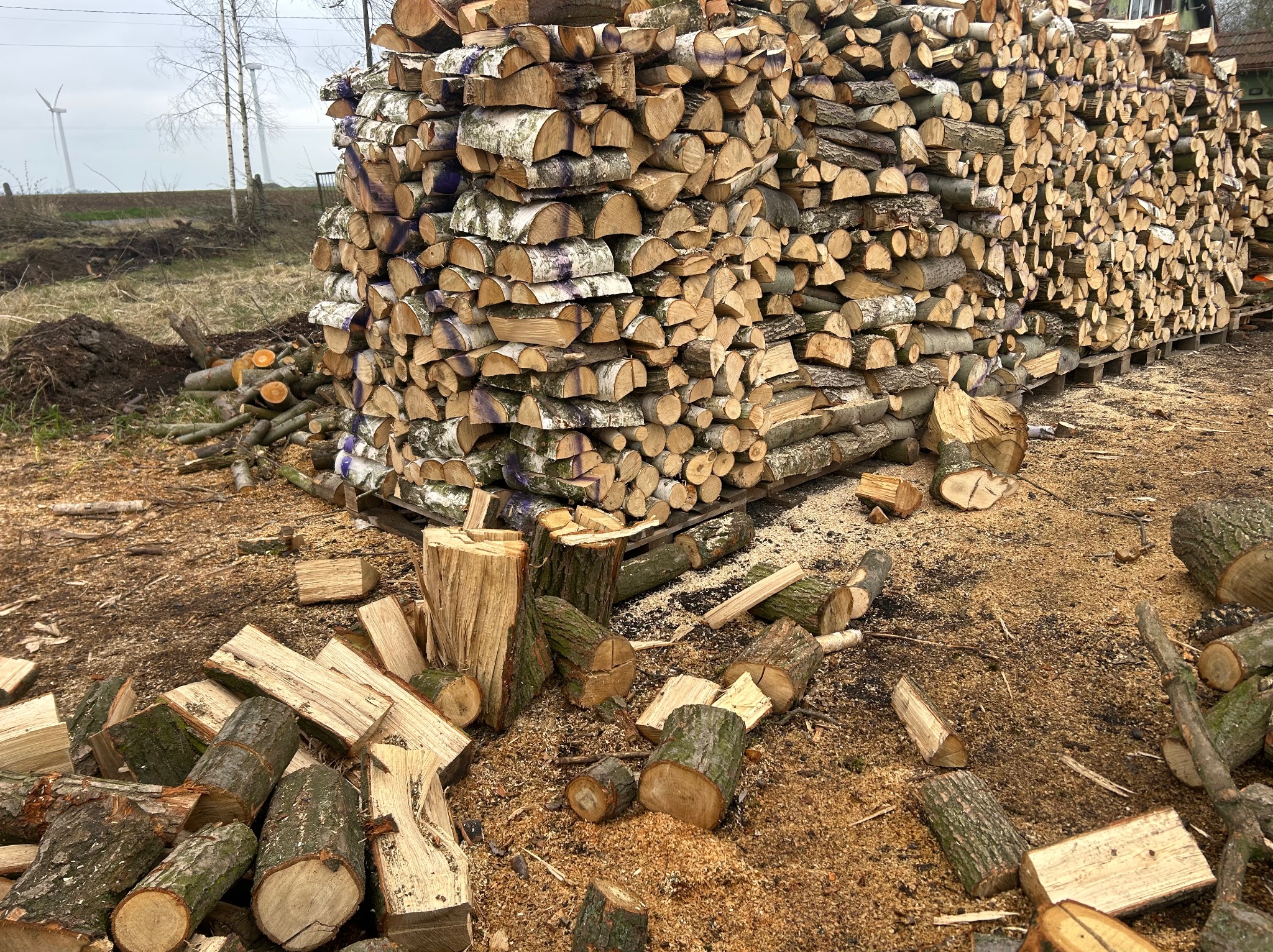 Stos drewna kominkowego z brzozy i innych gatunków, przygotowanego do sezonu grzewczego w Maciowakrze. Widoczne polana i szczapy na ziemi.