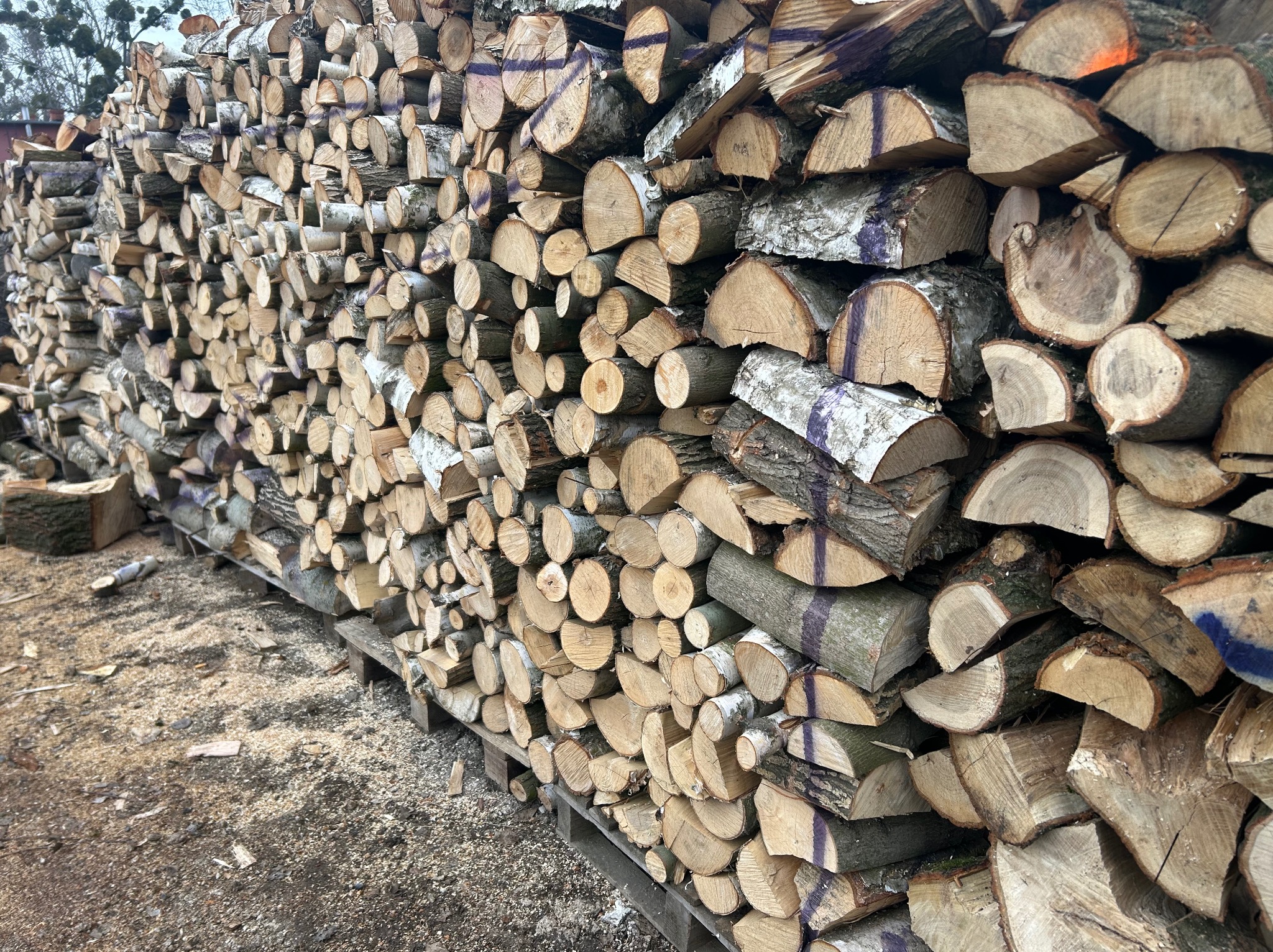 Rząd ułożonego drewna kominkowego na palecie, z widocznymi śladami cięcia i oznaczeniami, gotowego do sezonowania lub transportu. Widoczne trociny na podłożu.