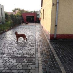 K & E - BRUK BRUKARSTWO TRADYCYJNE I ARTYSTYCZNE EWA BUDNIK - Ułożona kostka brukowa w odcieniach szarości i brązu przed domem z numerem 82. Na kostce stoi pies rasy Rhodesian Ridgeback. W tle widoczny garaż.