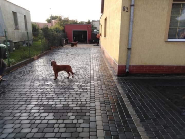 Ułożona kostka brukowa w odcieniach szarości i brązu przed domem z numerem 82. Na kostce stoi pies rasy Rhodesian Ridgeback. W tle widoczny garaż.