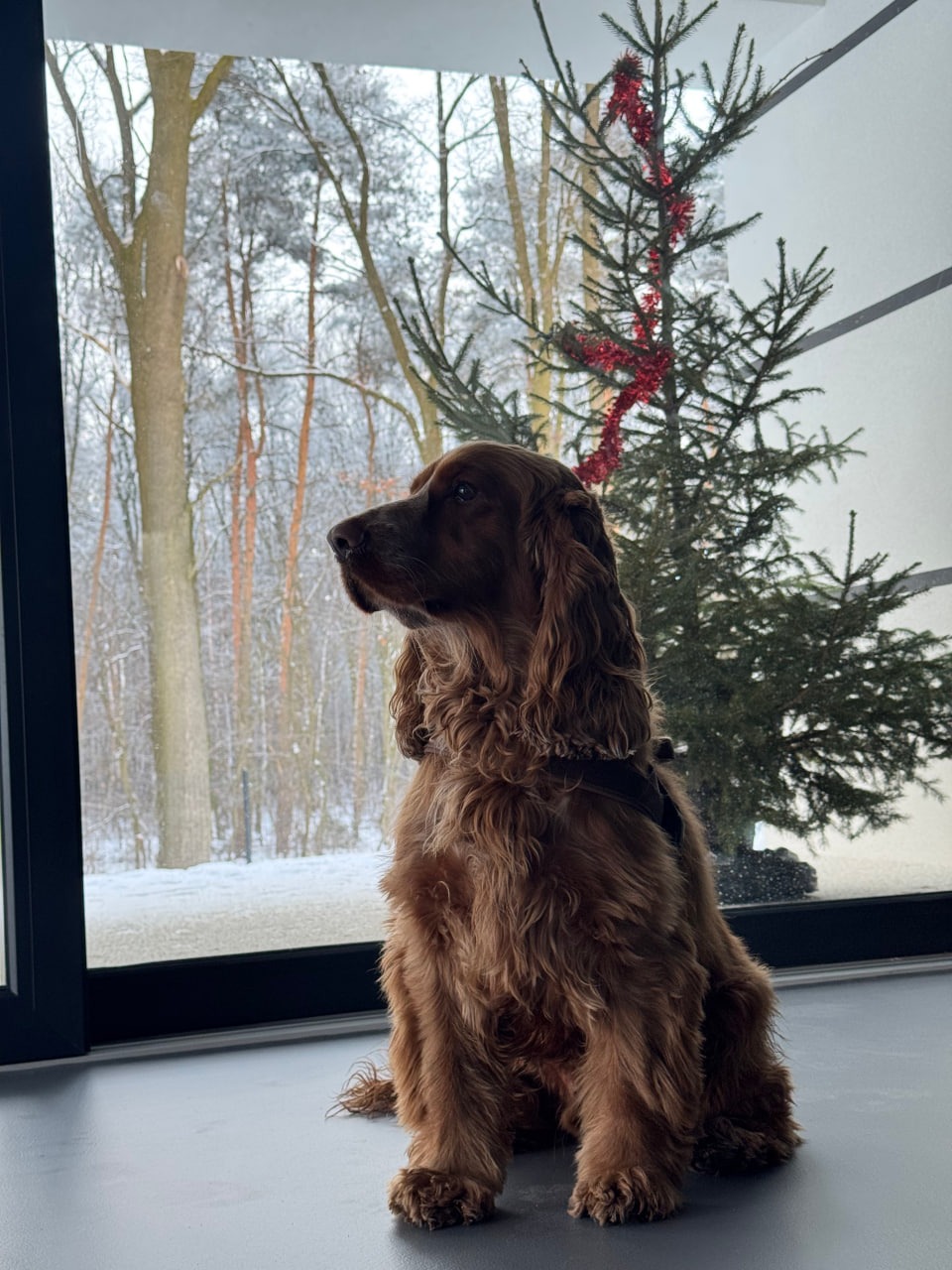 Brązowy spaniel siedzi na szarej posadzce przy oknie z widokiem na zimowy las. Obok stoi choinka z czerwonymi ozdobami. Minimalistyczne wnętrze.