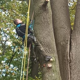 Wycinka drzew Szczecin 4