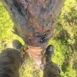 Wycinka drzew Szczecin 1