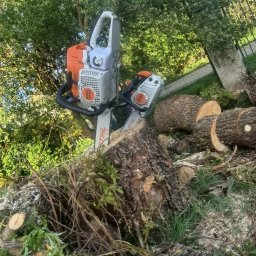 Wycinka drzew Szczecin 2