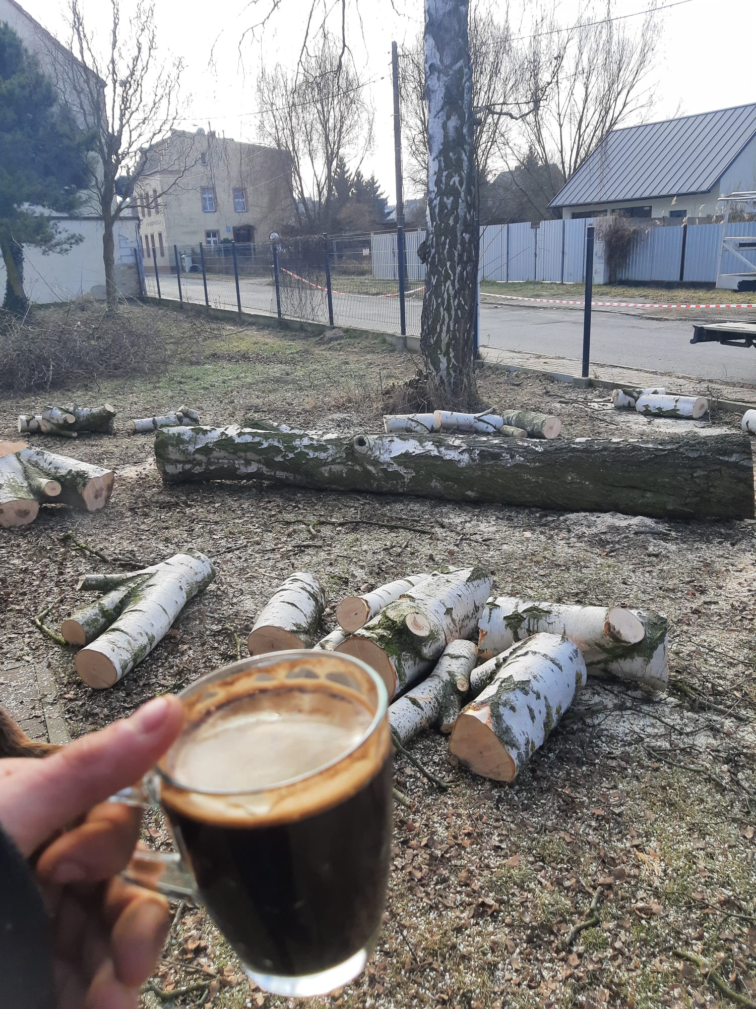 Ścięte pnie brzozy na trawie, obok filiżanka kawy w dłoni. W tle budynki i ogrodzenie z taśmą ostrzegawczą. Słoneczny dzień po wycince.