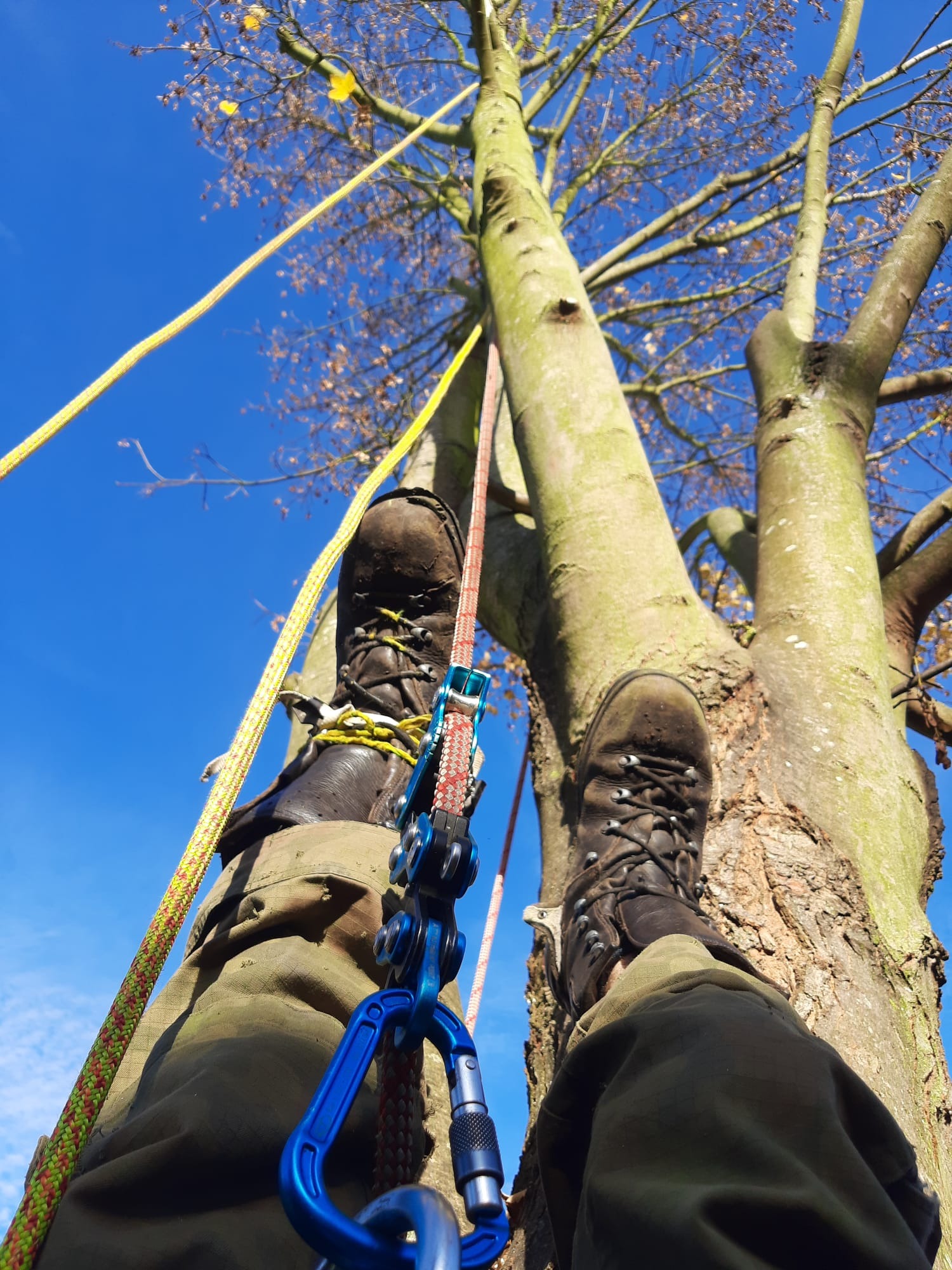 Arborysta w trakcie pracy na drzewie, widok z dołu na buty, liny i sprzęt wspinaczkowy na tle błękitnego nieba i gałęzi drzewa.