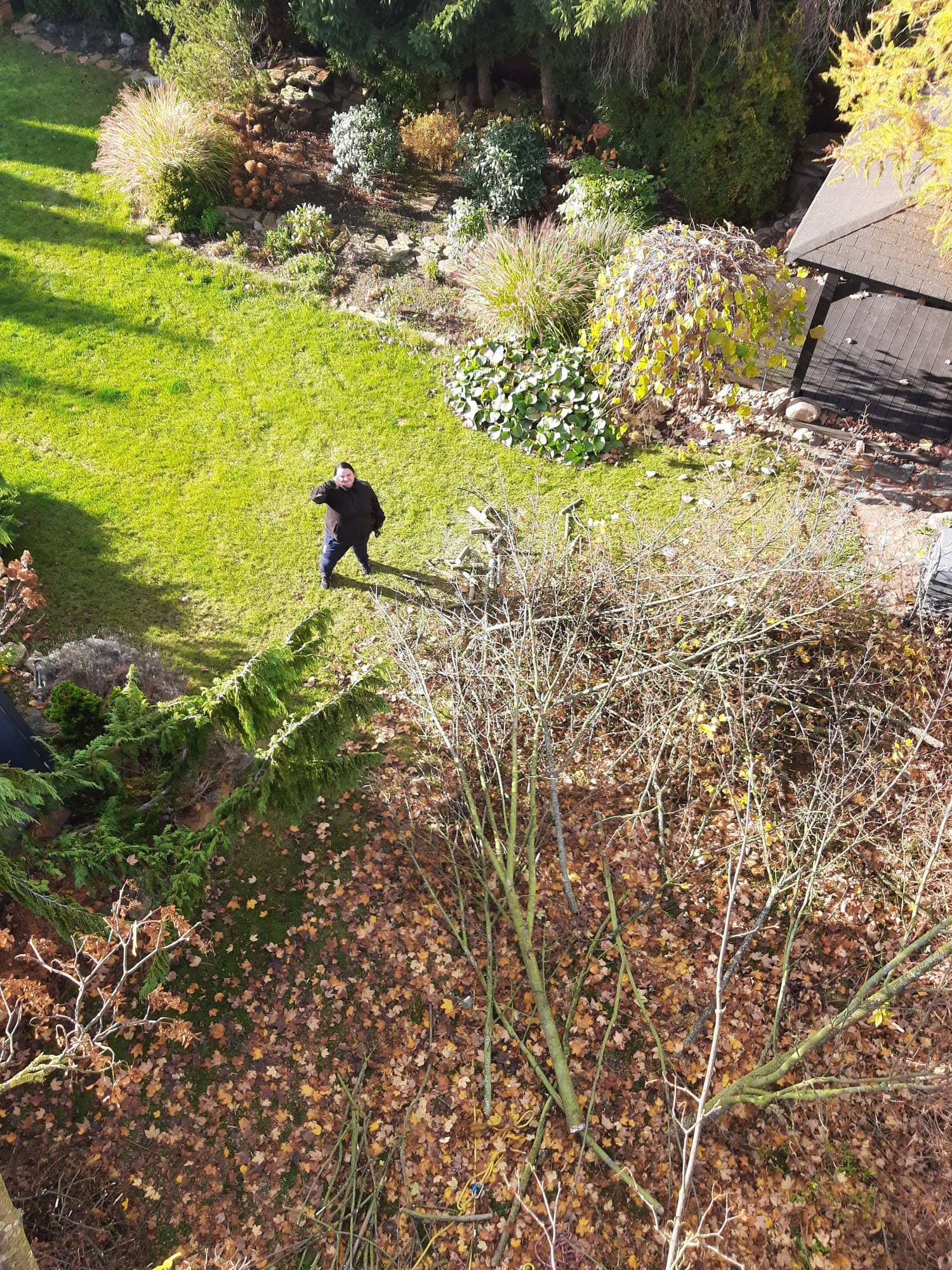 Widok z góry na ogród z trawnikiem, drzewami i krzewami. W tle altana, a na pierwszym planie gałęzie po przycince i osoba na trawniku. Jesienne liście na ziemi.