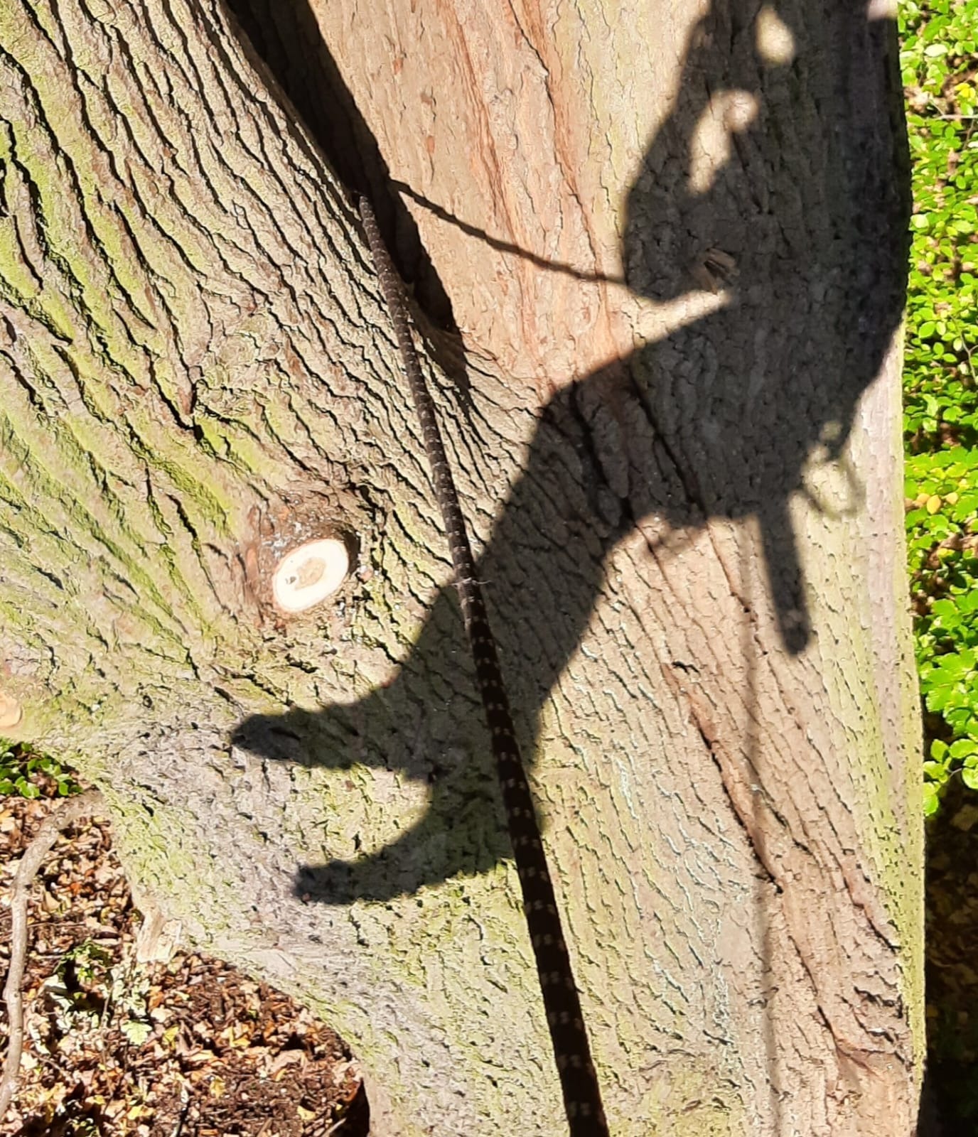 Cień arborysty na pniu drzewa z liną, po wycince gałęzi. Kora z mchem, liście w tle. Słoneczny dzień.