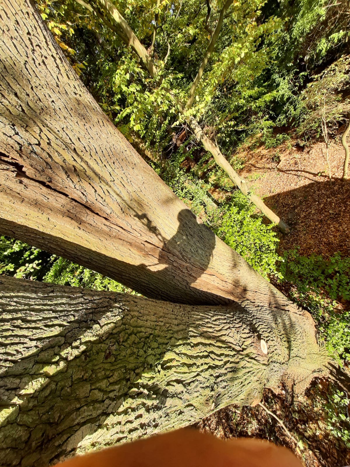 Ścięte pnie drzew w lesie, z widoczną fakturą kory i zielenią w tle, cień osoby na pniu. Ujęcie z góry, podkreślające naturalny charakter otoczenia.