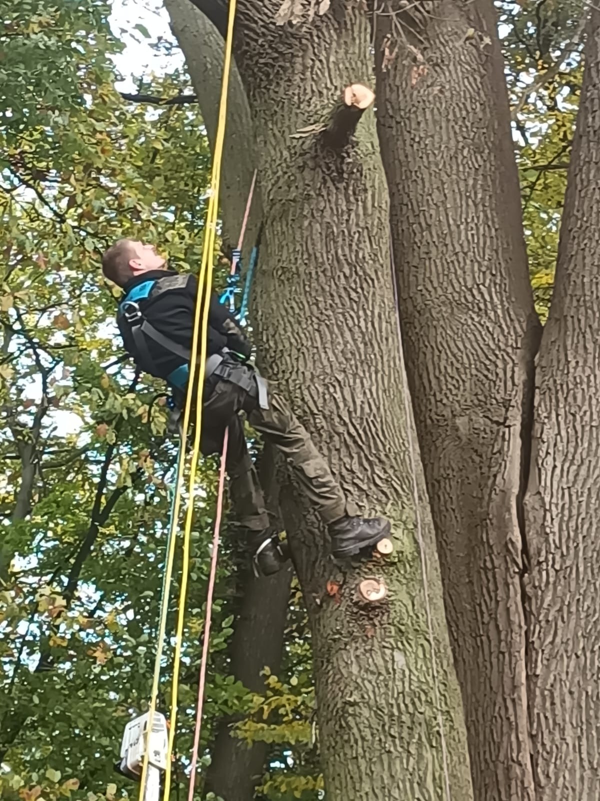 Arborysta w uprzęży, w trakcie pracy na drzewie z widocznymi świeżo obciętymi gałęziami. Żółte i różowe liny asekuracyjne. Bezpieczeństwo pracy na wysokości.
