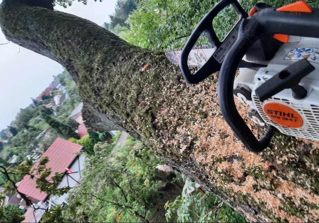 Wycinka drzewa piłą spalinową Stihl MS 194 T z bliska, w tle zabudowa mieszkalna i zieleń. Wióry na pniu drzewa. Ujęcie z góry.