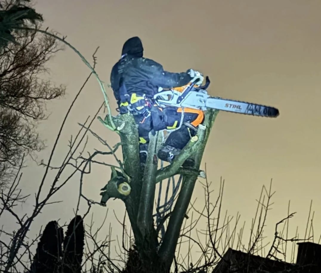 Arborysta w uprzęży, z piłą Stihl, przycina gałęzie drzewa na wysokości. Nocne ujęcie z dołu, widoczne oświetlenie miejskie i fragment dachu budynku.
