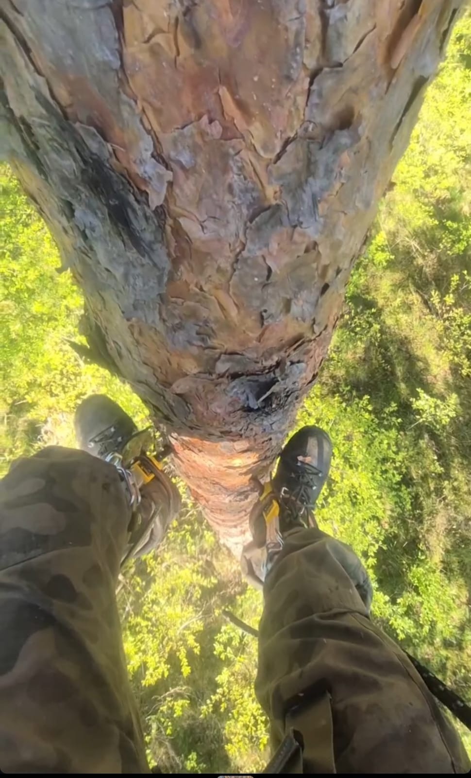 Arborysta w uprzęży, wspinający się po pniu sosny, widok z góry na buty i sprzęt asekuracyjny, zieleń w tle. Nietypowa perspektywa.