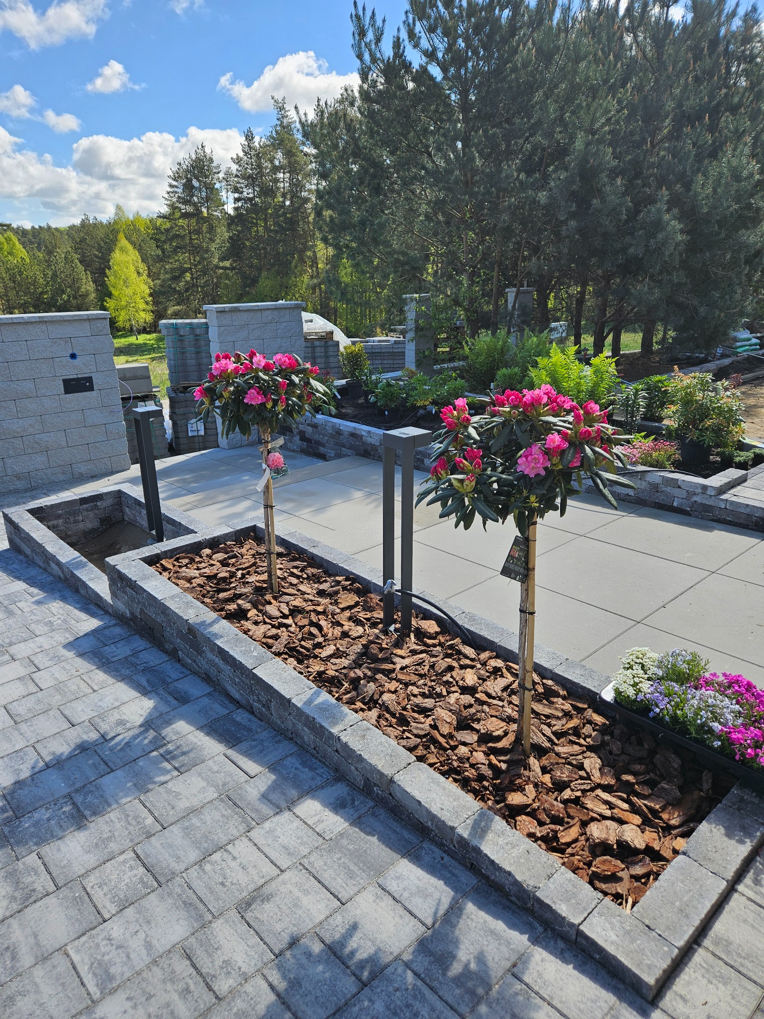 Wykończony ogród z rabatą z kostki, w której rosną dwa drzewka różanecznika. Kostka brukowa na ścieżce i murki z bloczków betonowych. Trawa i drzewa w tle.