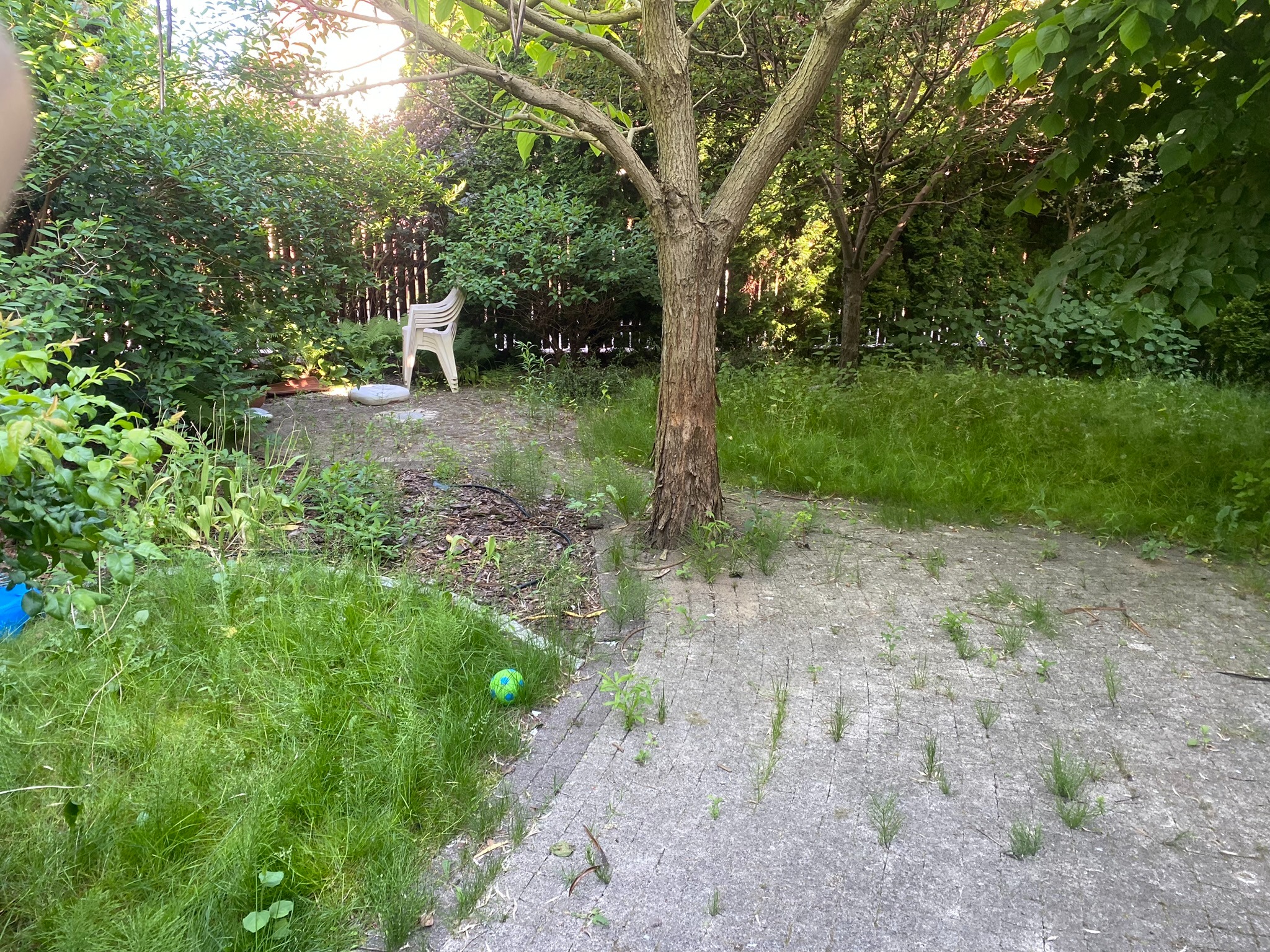 Zarośnięta kostka brukowa w ogrodzie z drzewem pośrodku, widoczne chwasty wyrastające spomiędzy kostek. W tle krzewy i białe krzesło.