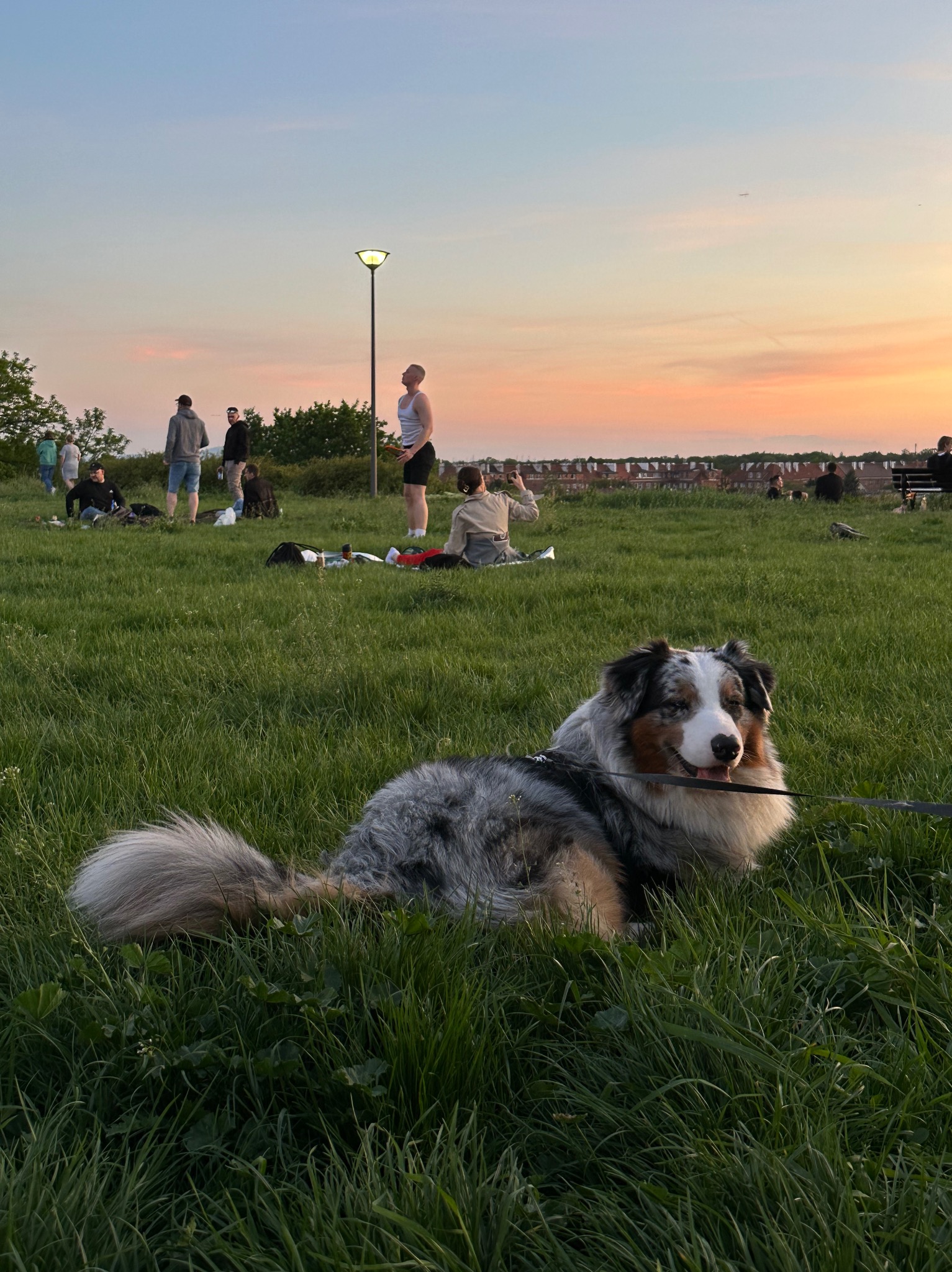 Pies rasy owczarek australijski merle leży na trawie w parku o zachodzie słońca. W tle ludzie na pikniku i latarnia.