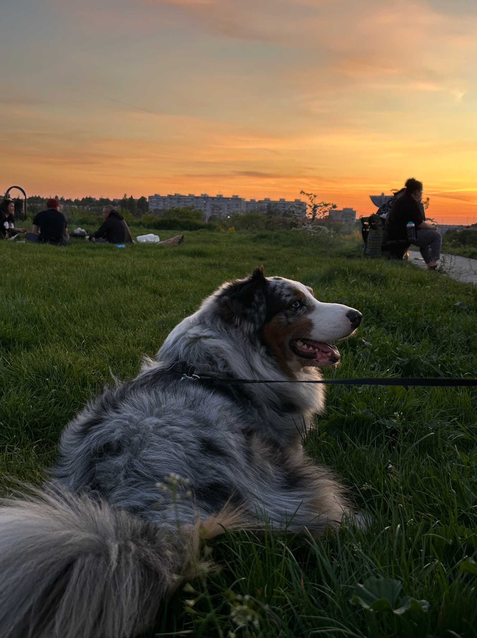 Pies rasy owczarek australijski leży na trawie podczas zachodu słońca. W tle widać ludzi i budynki.