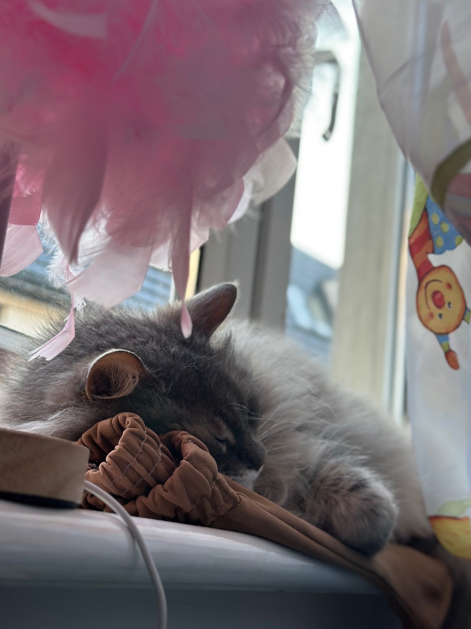 Śpiący, szary kot rasy Maine Coon na parapecie okna, obok brązowej gumki do włosów i dekoracji z piór. W tle zasłonka z motywem klauna.