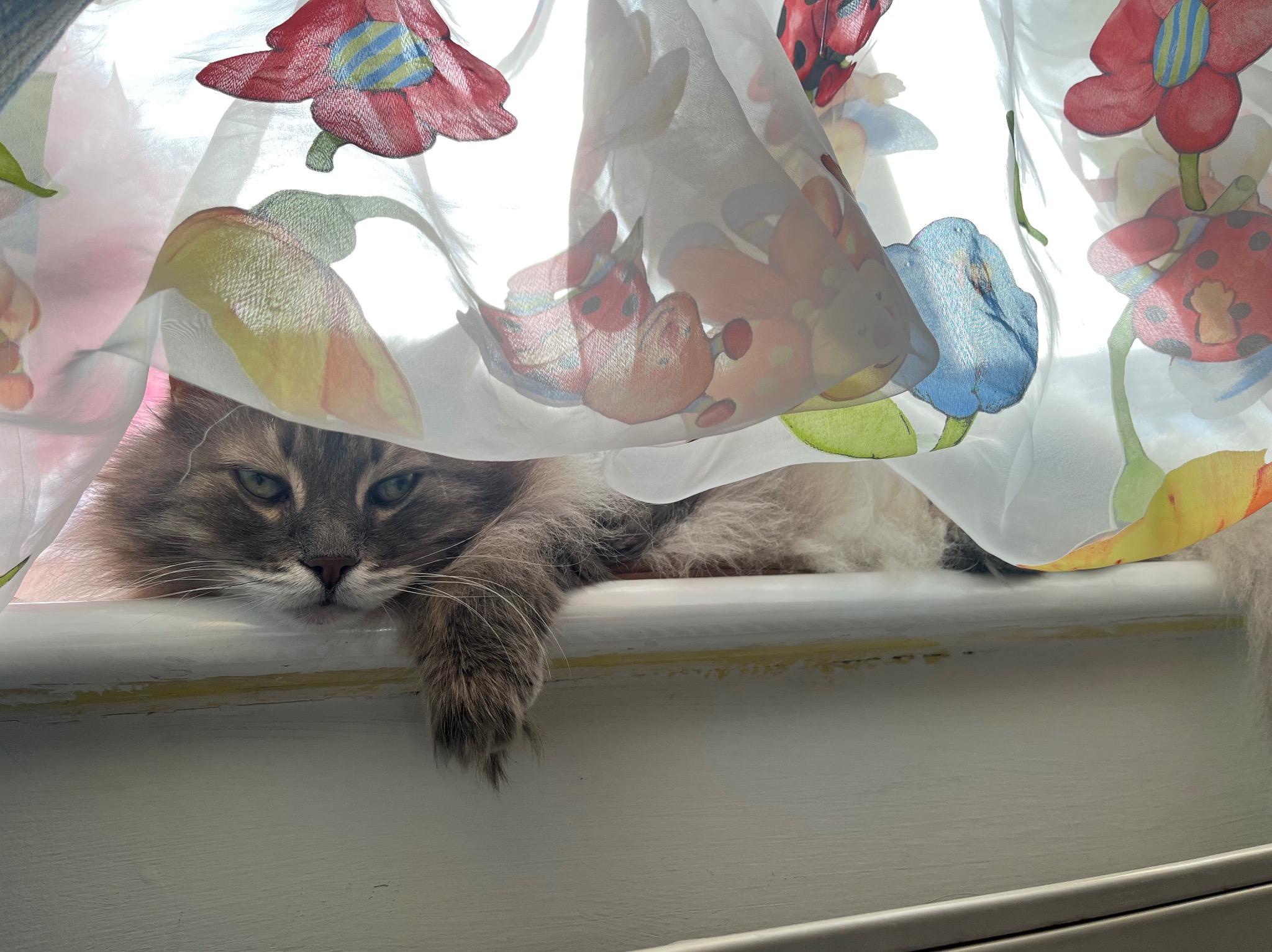 Puszysty, szaro-biały kot leży na parapecie za wzorzystą, półprzezroczystą zasłoną w kwiaty i biedronki. Zwierzę patrzy wprost, z łapą zwisającą z krawędzi.