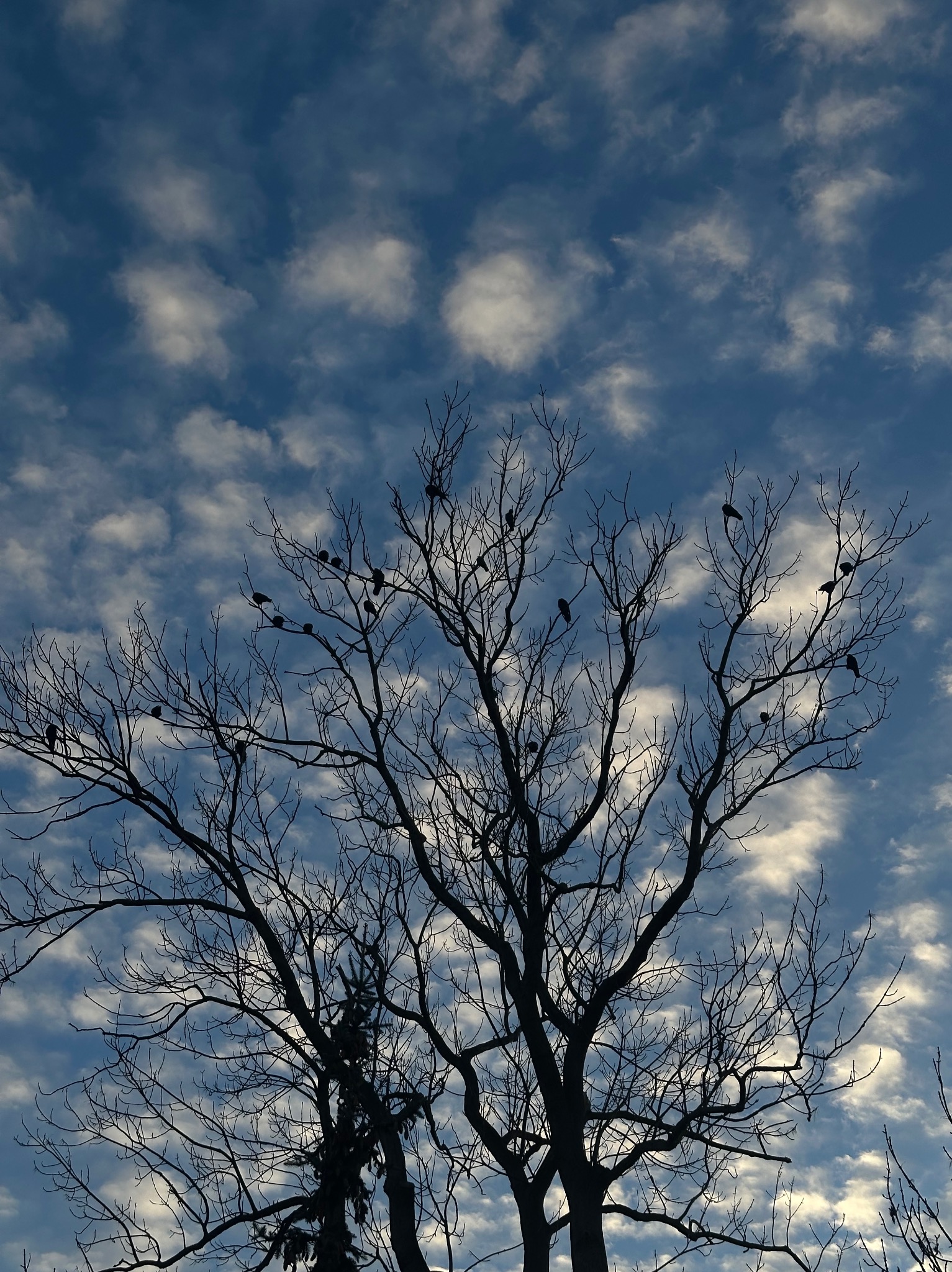 Silueta drzewa bez liści z ptakami na tle błękitnego nieba z białymi obłokami, ujęcie z dołu.