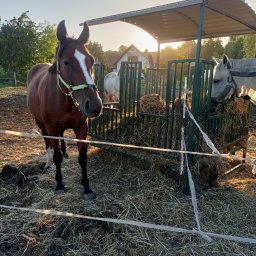 Mateusz Oleszek - Paśnik na balot dla koni i krów