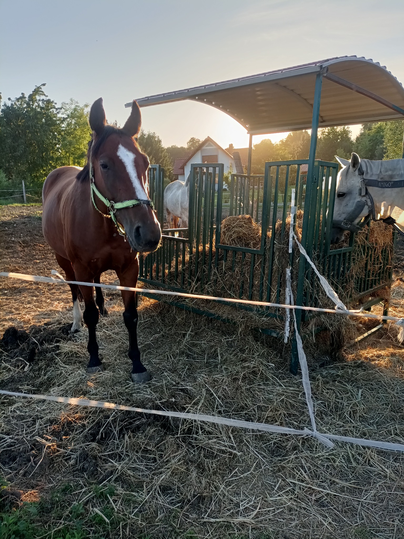 Paśnik na balot dla koni i krów