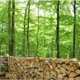 Równomiernie ułożone stosy pociętego drewna na tle zielonego lasu liściastego, tworzące niską ścianę. Widoczne szczeliny w ułożeniu drewna.