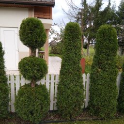 Wycinka drzew Łososina Dolna 4